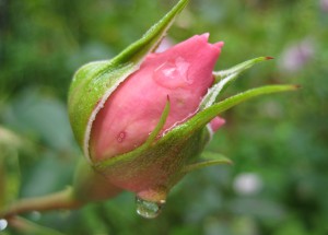 IMG_0430
