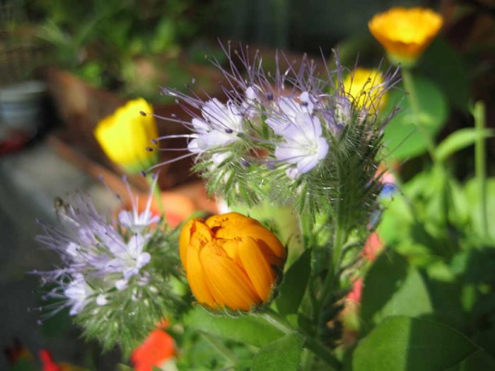 Der Garten ist ein unbestechlicher Lehrmeister