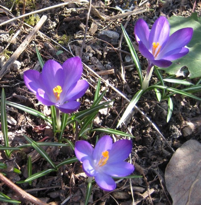 Frühling – Neubeginn – „Fastenpost“